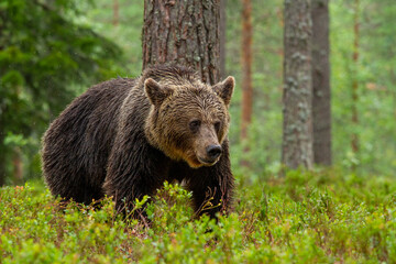 bear untouched nature of finland scandinavia europe