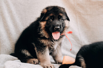 Kennel of high-breed German shepherd dogs. A charming little German shepherd puppy of black and red color with a red ribbon sits on a gray blanket and poses. - Powered by Adobe