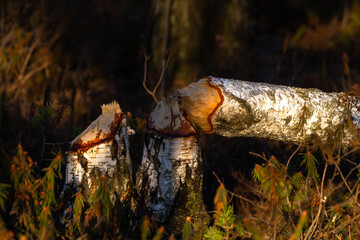 pine three and old withered trees in forest wit reflections