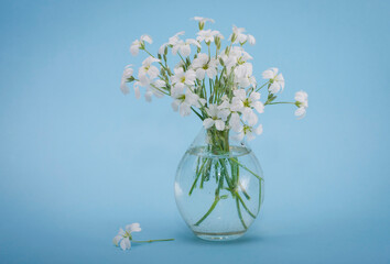 bouquet of white flowers in a glass container on a blue background