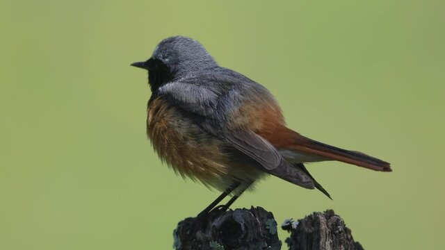 jeune oiseau queue rouge fait sa toilette