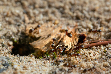 Fototapete bei efototapeten.de bestellen   