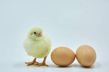 A small yellow newborn chicken sits next to two chicken eggs on a white background.