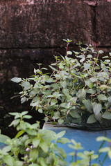 Chocolate mint with dark background. 