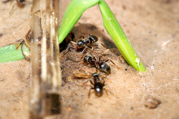 Closeup of black garden ants