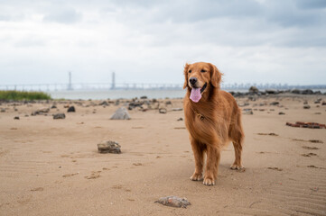 Golden retriever standing on sand dune