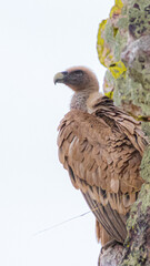 griffon vulture