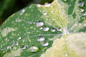 Close up view of water droplets on a nasturtium leaf.