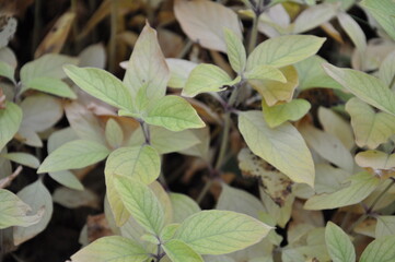 
leaves macro nettle forest road the world around nature