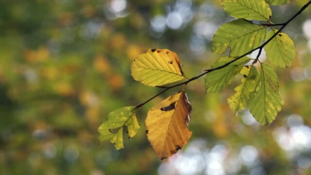 Closeup of leaves on a Beech Tree swaying in the breeze as the autumn colours start to show through in a forest in Worcestershire, England.