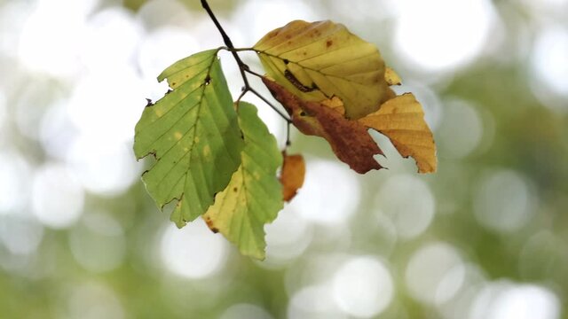 Closeup of leaves on a Beech Tree swaying in the breeze as the autumn colours start to show through in a forest in Worcestershire, England.