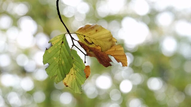 Closeup of leaves on a Beech Tree swaying in the breeze as the autumn colours start to show through in a forest in Worcestershire, England.