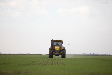Fertilizando el sembrado con nitrógeno fosforo y potasio 