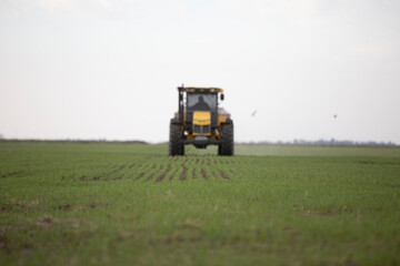 Fertilizando el sembrado con nitrógeno fosforo y potasio 