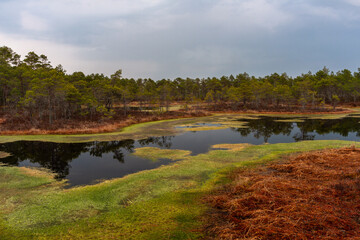 swamp lake with grey clouds and green moss