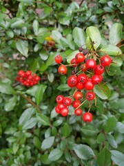 Red berries growing on the green branches