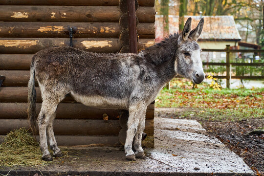 A gray donkey in a village near a wooden house. Pets on the farm. High quality photo