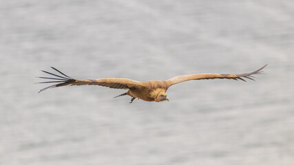 griffon vulture