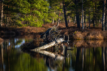 Fototapeta na wymiar Morning in the swamp lake