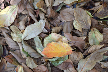 Withered persimmon leaves in autumn