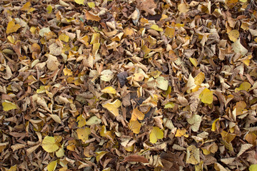 Herbstlaub