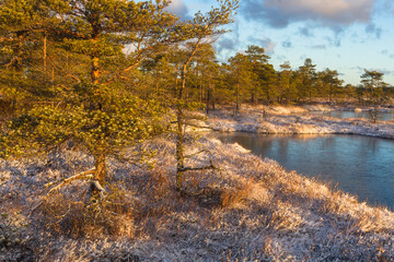 Swamp lake with islands in sunny winter day in sunrise