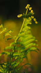 Macro de feuilles de fougère, illuminées par une vive lumière dorée, alors que le soleil se couche