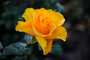 yellow rose on a rose bush against a background of green leaves
