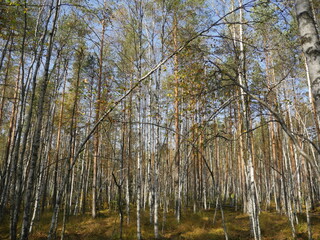 autumn birch forest with strangely bent trees