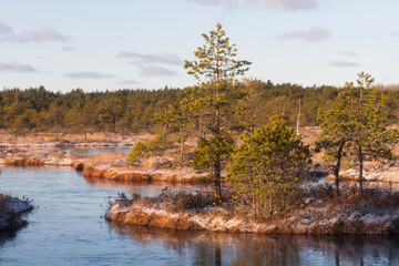 Swamp lake with islands in sunny winter day in sunrise