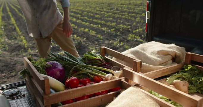 Worker on farm putting boxes with fresh vegetables in trunk of truck. Food supplier delivering fresh harvested crops to market - agriculture, logistics 4k footage