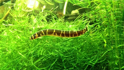 
loach fish