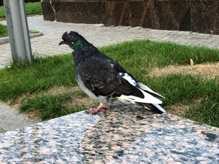 pigeon