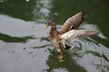 duck on the lake