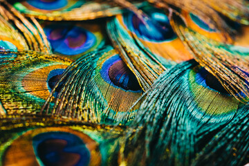 Feathers of tropical peacock bird. Macro, close-up view. Beautiful animals. color accuracy of...