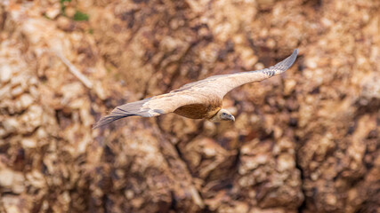 griffon vulture