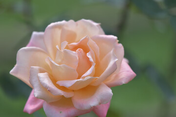 Cream-colored rose flowers blooming in the garden