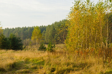 Obraz premium Autumn forest in the morning