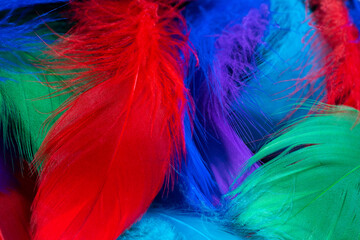 Beautiful background of colorful tropical birds feathers. Bird natural pattern. Close-up top view. Abstract shot