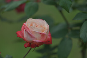 Red and cream rose flowers blooming in the garden