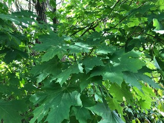 Obraz premium green maple leaves