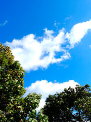 街路樹と青空
