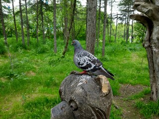 bird in the forest