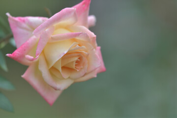 pink and cream rose flowers blooming in the garden