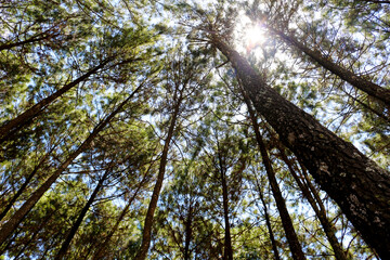 trees in the forest
