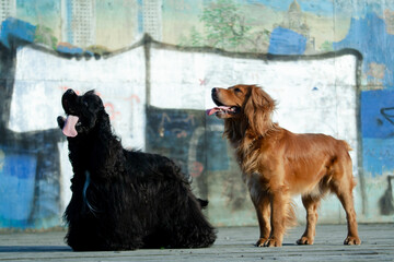 Two russian spaniel and black cocker spaniel dogs in front of graffiti