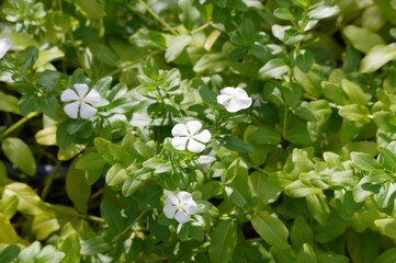花壇のニチニチソウ