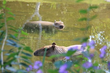 Two pigs bathing in a pond