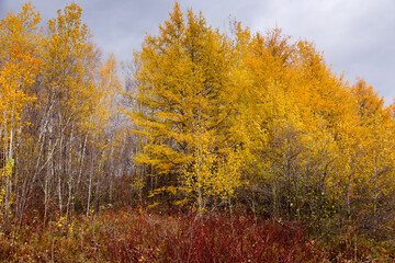 Mix of yellowing larches and aspen trees with bright yellow leaves seen during a cloudy Fall afternoon, Quebec City, Quebec, Canada