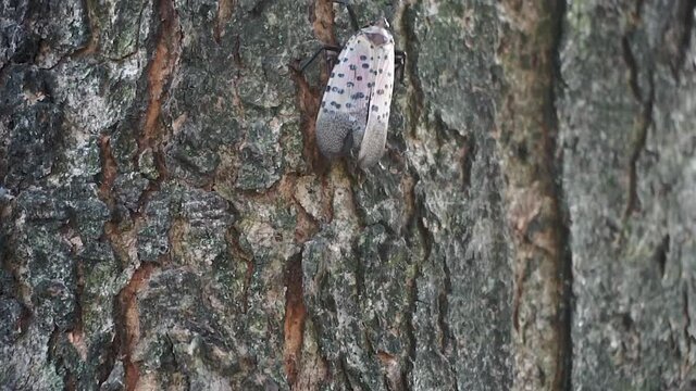 Spotted Lantern Fly (Lycorma delicatula) crawls up the bark of a maple tree.